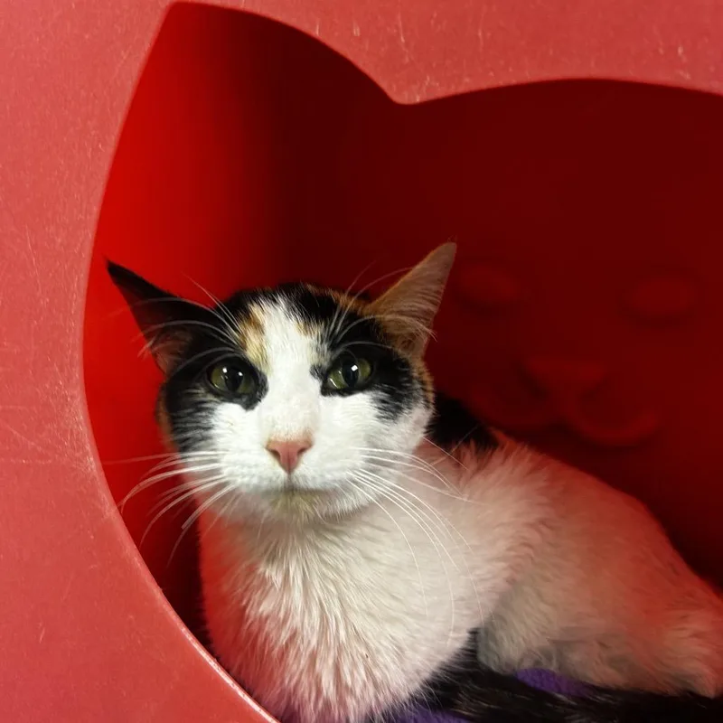 A young medium-sized female Calico Domestic Short Hair cat named Nani for adoption in Waukesha, WI