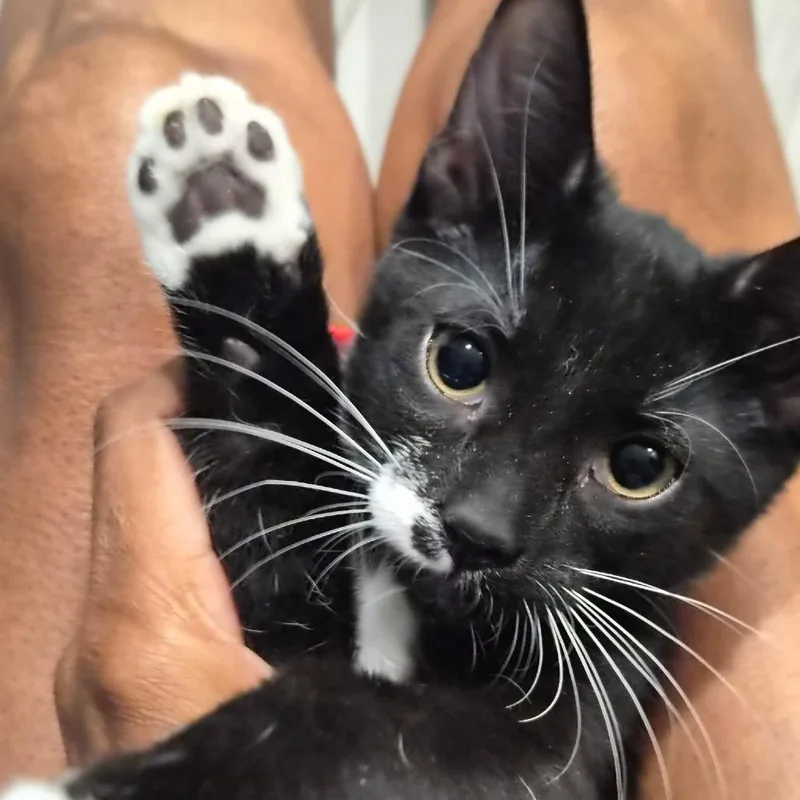 A baby small-sized female Black Domestic Short Hair cat named Roadrunner for adoption in Las Vegas, NV