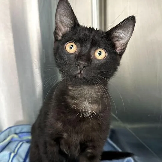 A baby small-sized male Black Domestic Short Hair cat named Jerry for adoption in Matteson, IL