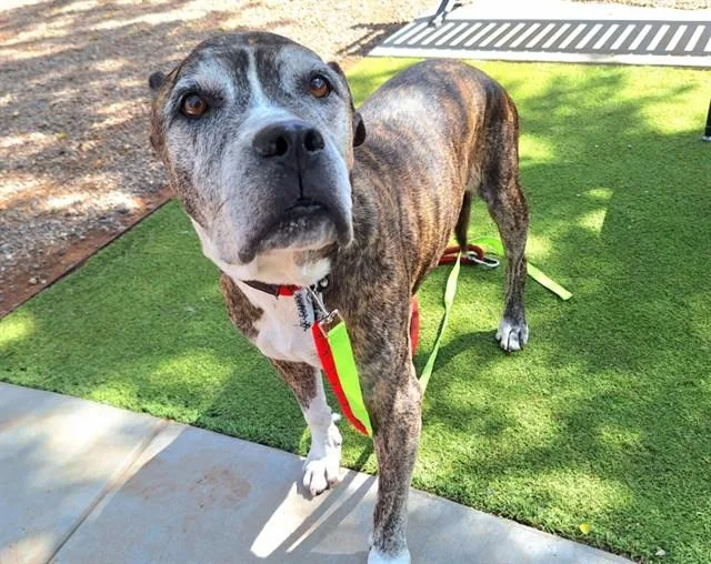 A senior large-sized male Pit Bull Terrier dog named Wade for adoption in Phoenix, AZ