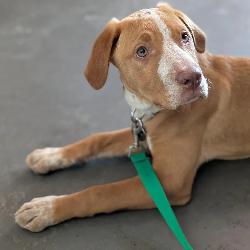 Hazelnut thumbnail 2