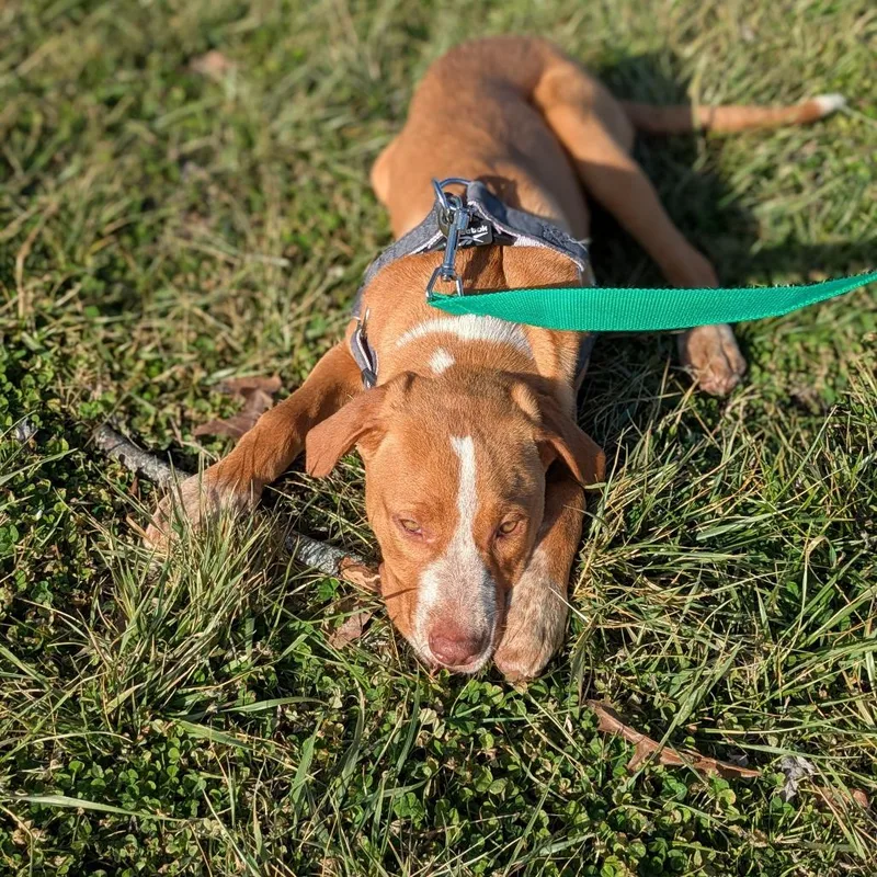 Hazelnut thumbnail 3