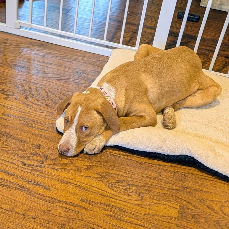 Hazelnut thumbnail 4