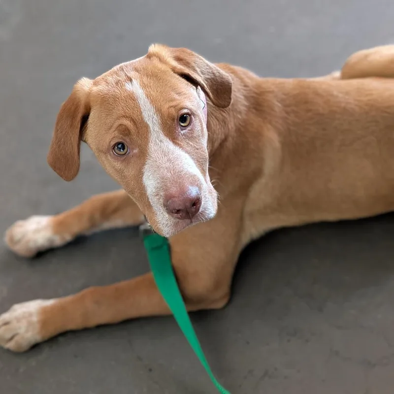 Hazelnut thumbnail 5