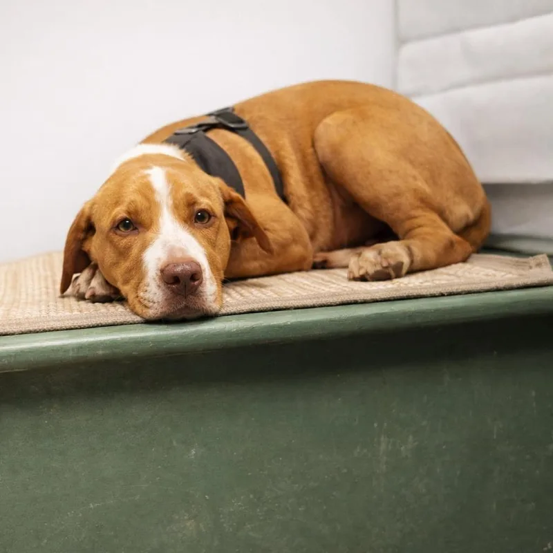 Hazelnut thumbnail 6