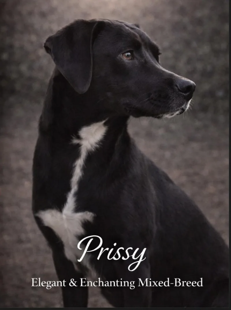 A young small-sized female Black Labrador Retriever dog named Prissy for adoption in Livingston, TX
