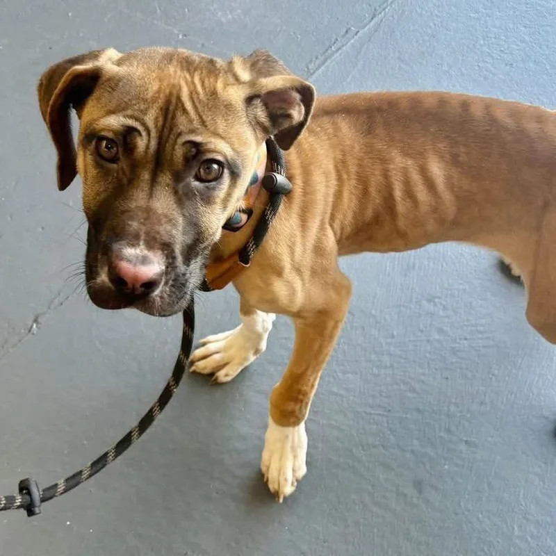 A baby large-sized female Yellow / Tan / Blond / Fawn Mastiff dog named Leona for adoption in Saint John, IN