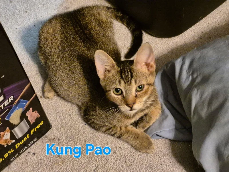 Kung Pao thumbnail 2
