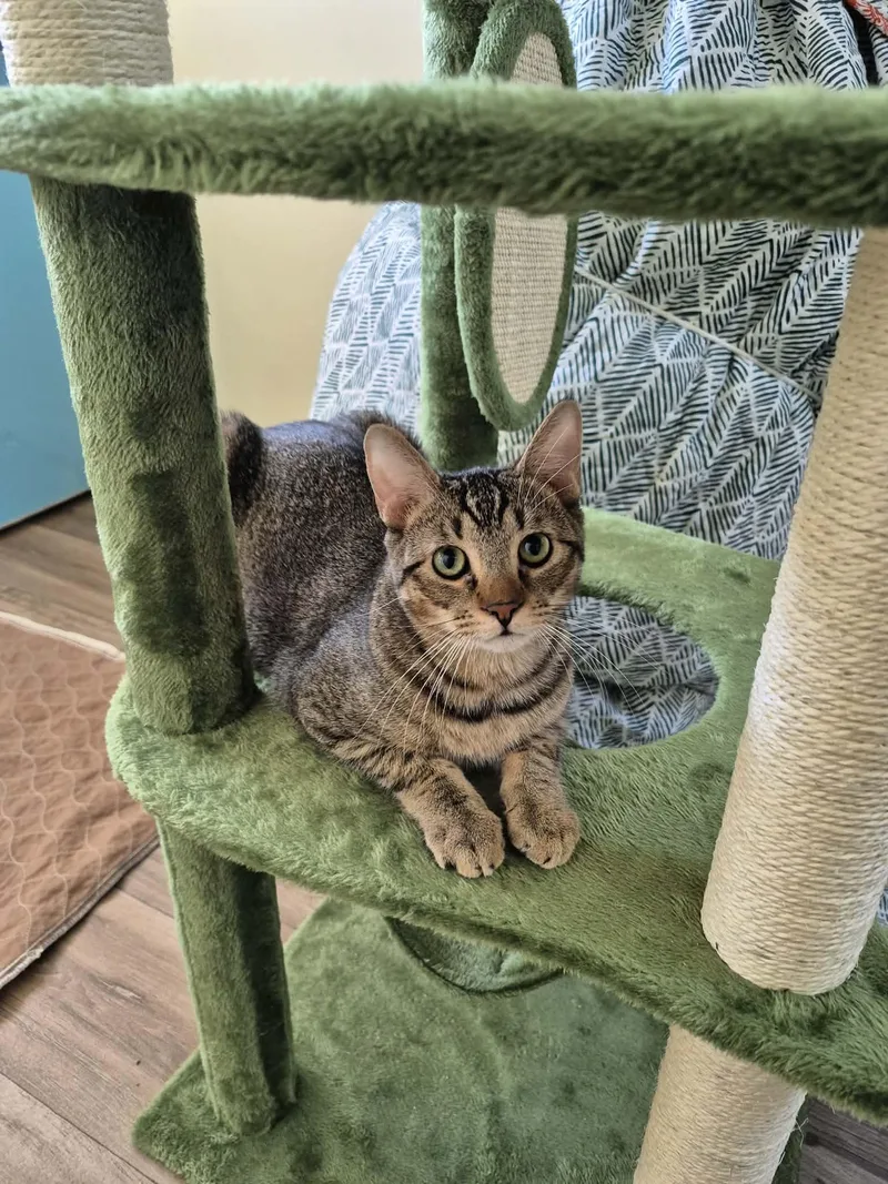 Kung Pao thumbnail 3