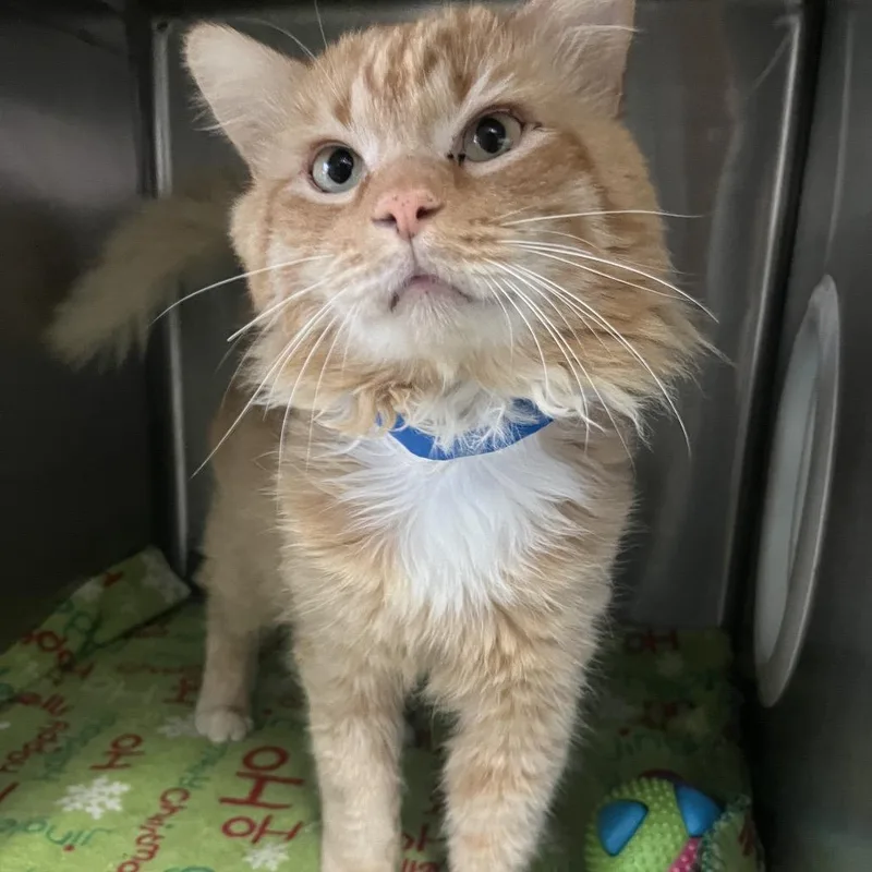 A young large-sized male Orange / Red Domestic Long Hair cat named Myers for adoption in Lakeland, FL