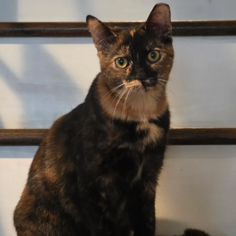 A young small-sized female Tortoiseshell Domestic Short Hair cat named Tostada for adoption in Reisterstown, MD