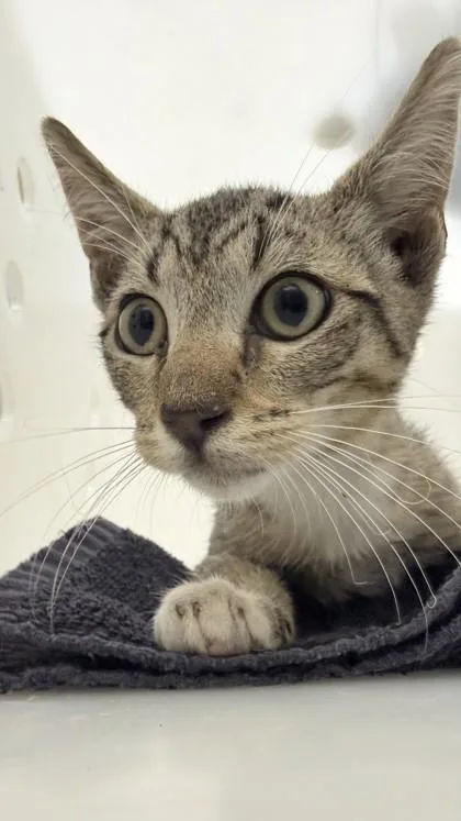 A baby small-sized male Domestic Short Hair cat named Cowabunga for adoption in Honolulu, HI