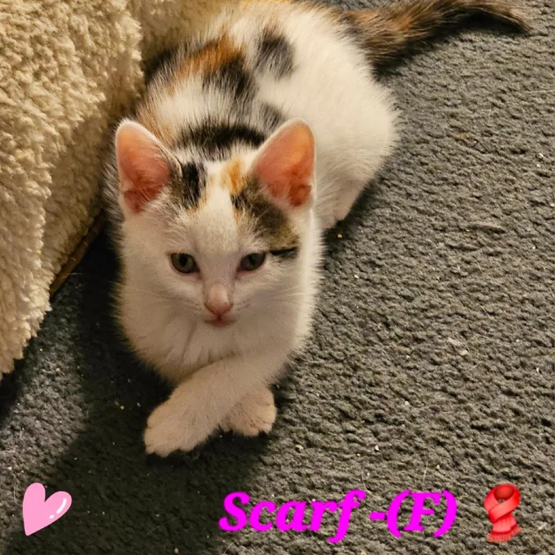 A baby small-sized female Calico Domestic Short Hair cat named Scarf for adoption in Westminster, CA