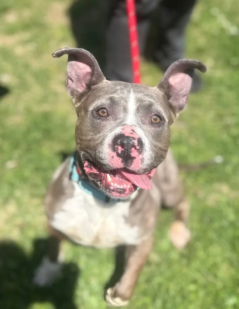 An adult medium-sized female Pit Bull Terrier dog named Aluna for adoption in Baldwin, MD