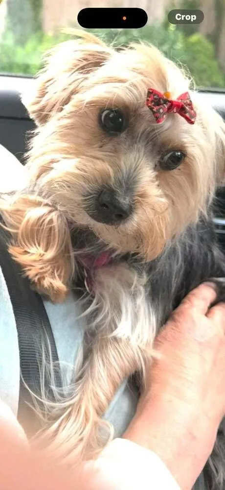 A young small-sized female Yorkshire Terrier dog named Ruby Tuesday for adoption in Huntington, NY