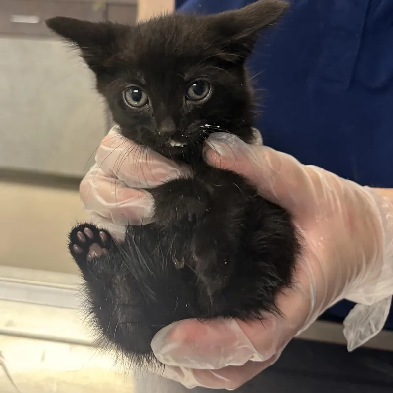A baby small-sized female Black Domestic Short Hair cat named Meowcrowave for adoption in Newark, NJ