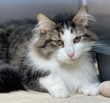 An adult medium-sized male Domestic Long Hair cat named Randy for adoption in Tinley Park, IL
