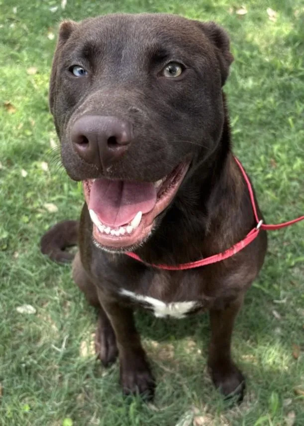 A young large-sized female Labrador Retriever dog named Kisses for adoption in Texas City, TX