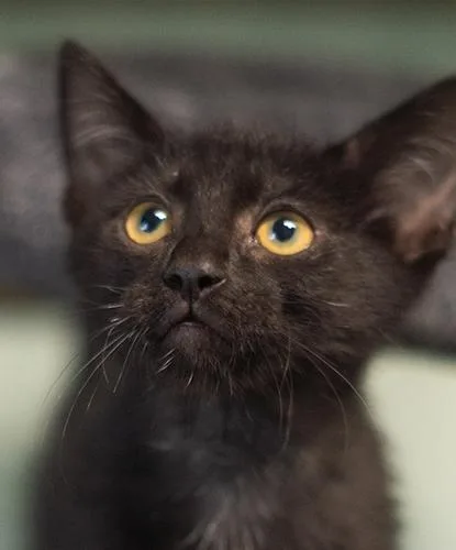 A baby small-sized male Domestic Short Hair cat named Flan for adoption in Encinitas, CA