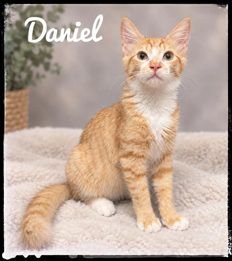 A baby small-sized male Domestic Medium Hair cat named Daniel for adoption in El Cajon, CA