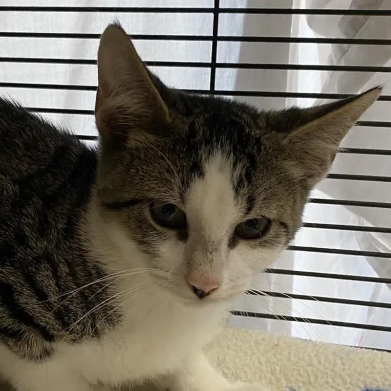 A baby small-sized male Brown / Chocolate Domestic Short Hair cat named David for adoption in Norfolk, NE