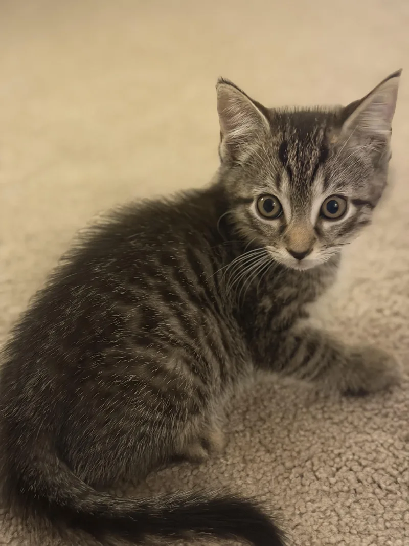 A baby medium-sized male Tabby (Brown / Chocolate) Domestic Short Hair cat named Pugsley for adoption in Lemoyne, PA