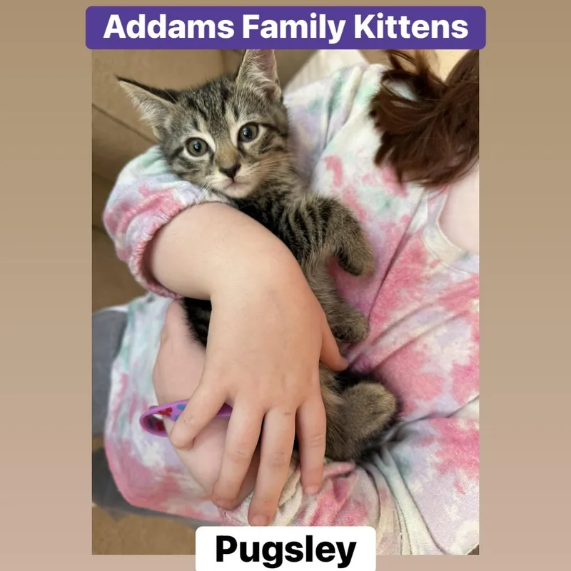Pugsley thumbnail 5