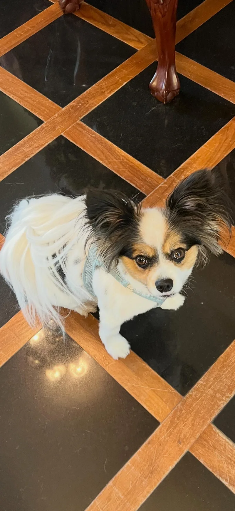 An adult small-sized male Papillon dog named Sherlock for adoption in Little Elm, TX