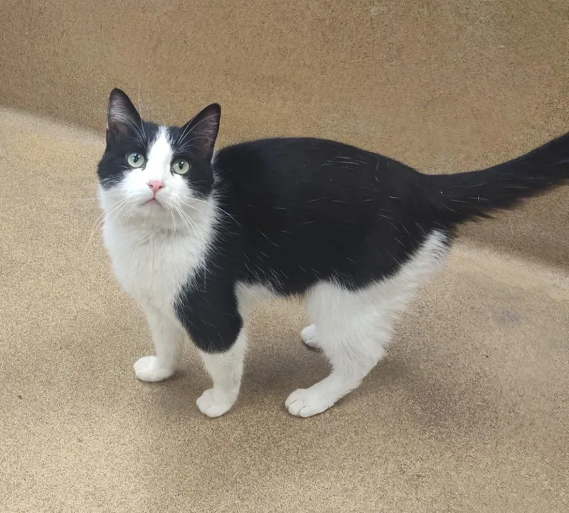 An adult small-sized male Domestic Short Hair cat named Chevy for adoption in Grand Forks, ND