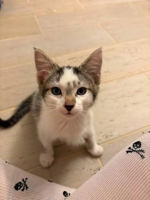 A baby medium-sized female Domestic Short Hair cat named Tasha for adoption in Chesapeake Beach, MD