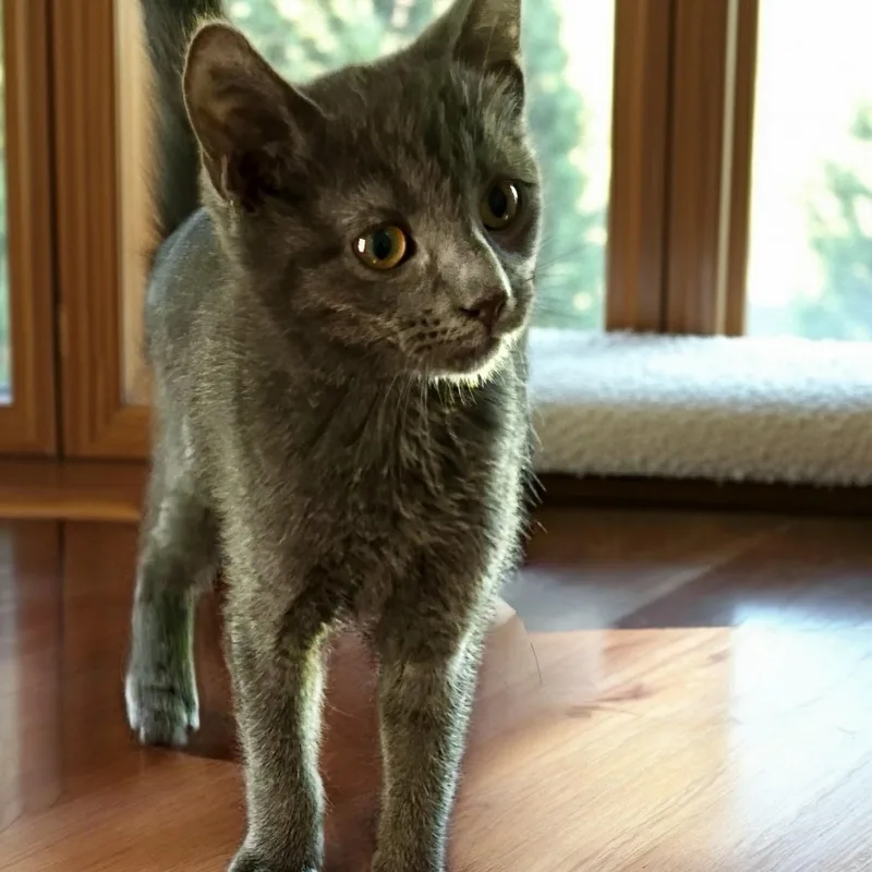A baby medium-sized male Gray / Blue / Silver Domestic Short Hair cat named Mr. Purr Machine for adoption in Norwalk, CT