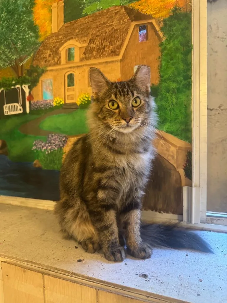 A young small-sized female Domestic Short Hair cat named Cuddles for adoption in La Verkin, UT