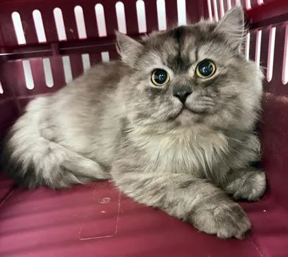 An adult small-sized male Domestic Long Hair cat named Kenny Rogers for adoption in West Chester, PA