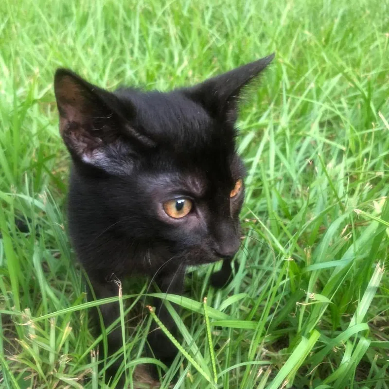 A baby small-sized female Domestic Short Hair cat named Laszlo for adoption in Gainesville, FL