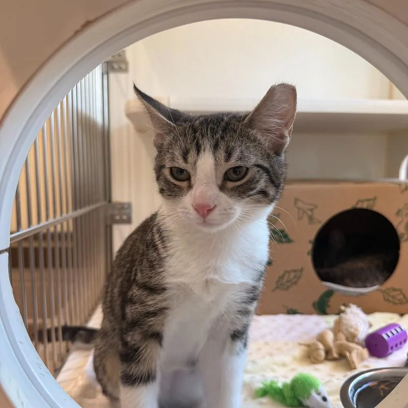 A baby medium-sized female Domestic Short Hair cat named The Purr Story Gang for adoption in Truckee, CA