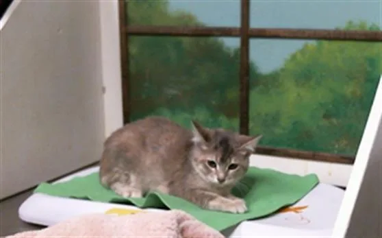 A baby small-sized female Domestic Short Hair cat named Polly for adoption in Houston, TX