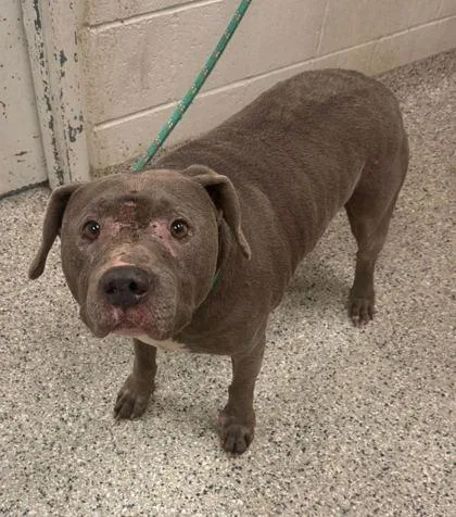 A senior large-sized male Gray / Blue / Silver Pit Bull Terrier dog named Bauer for adoption in Kansas City, MO