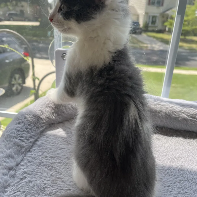 A baby medium-sized male Domestic Medium Hair cat named Andy for adoption in Sewell, NJ