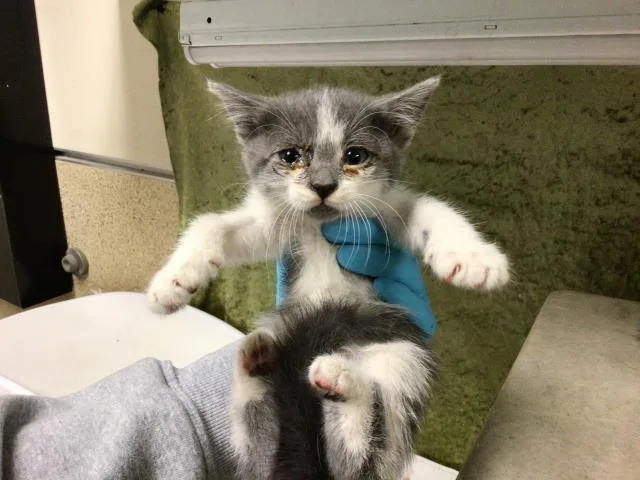 A baby small-sized female Domestic Short Hair cat named Soap for adoption in Riverside, CA