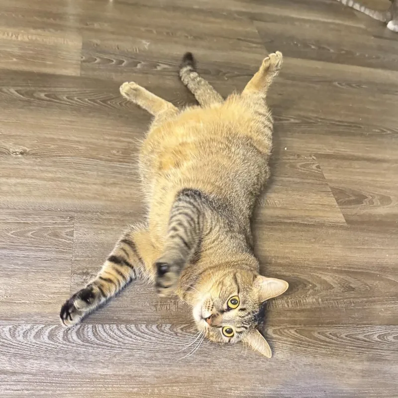 Joejoe Meower thumbnail 2