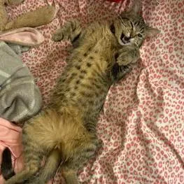 Joejoe Meower thumbnail 3