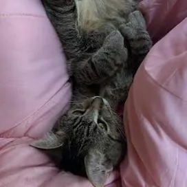 Joejoe Meower thumbnail 4