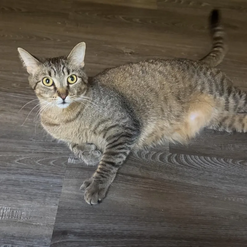 Joejoe Meower thumbnail 5