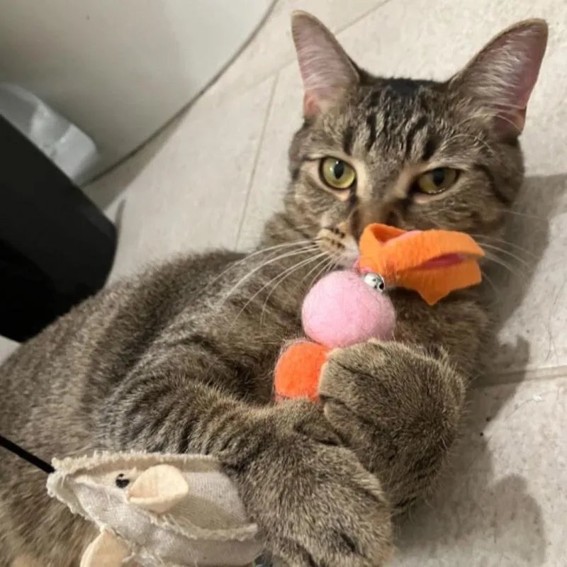 Joejoe Meower thumbnail 6