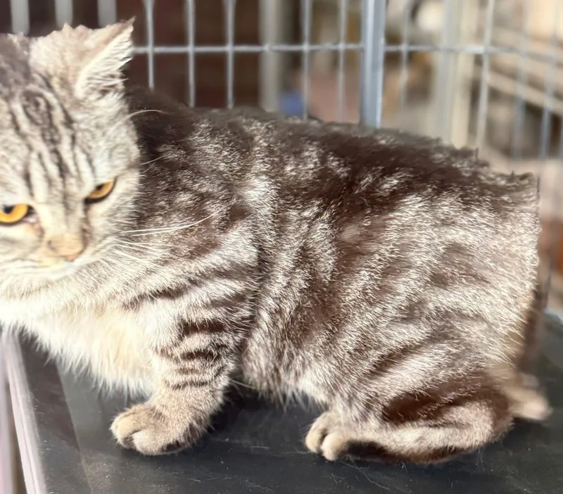 An adult medium-sized female Manx cat named Nellybear Manx for adoption in Jackson, GA