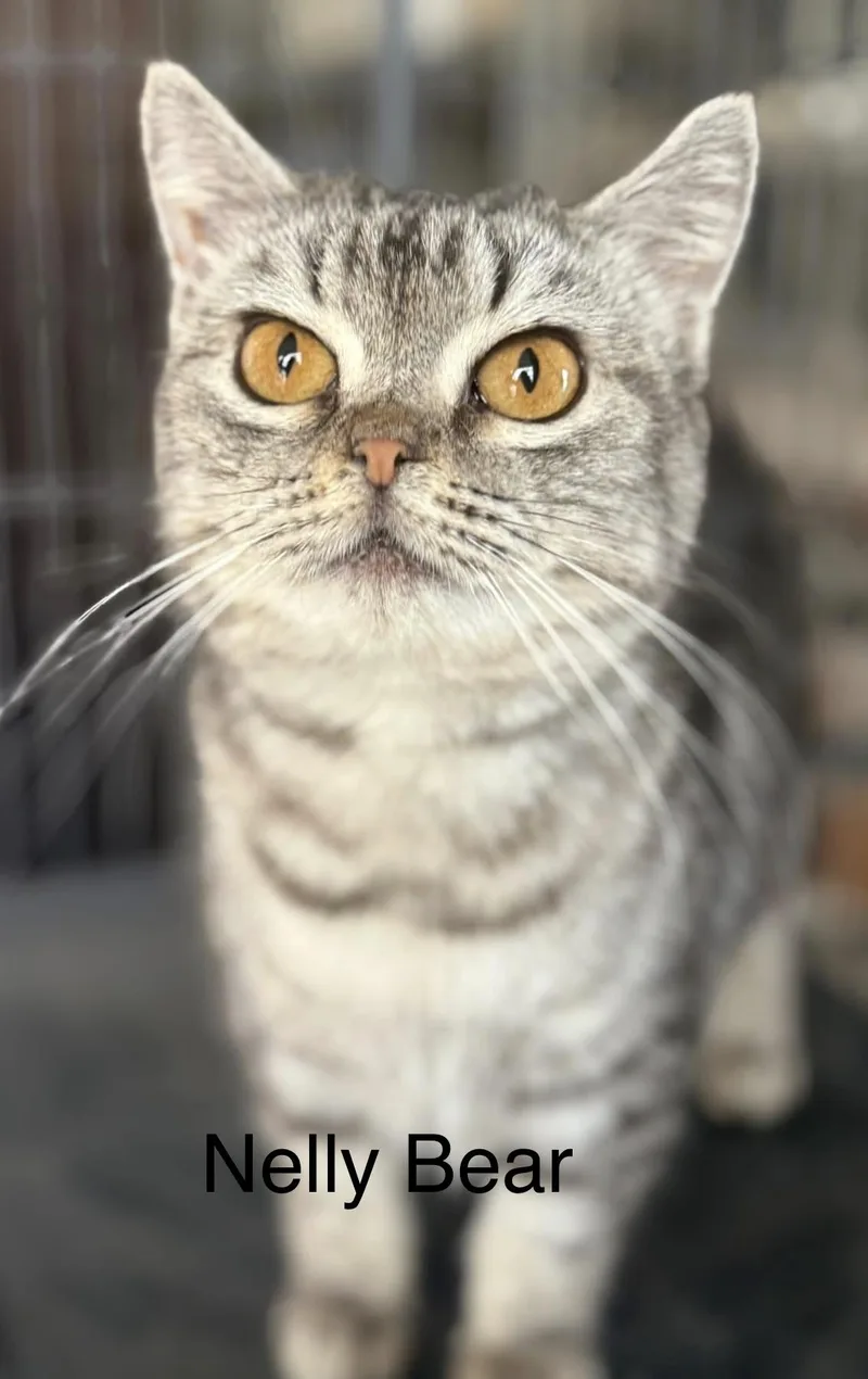 Nellybear Manx thumbnail 2