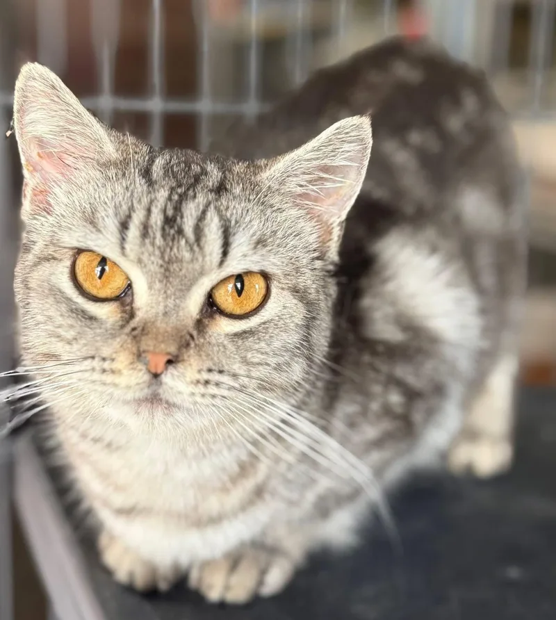 Nellybear Manx thumbnail 3