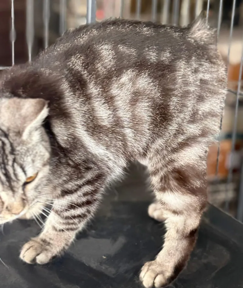 Nellybear Manx thumbnail 4
