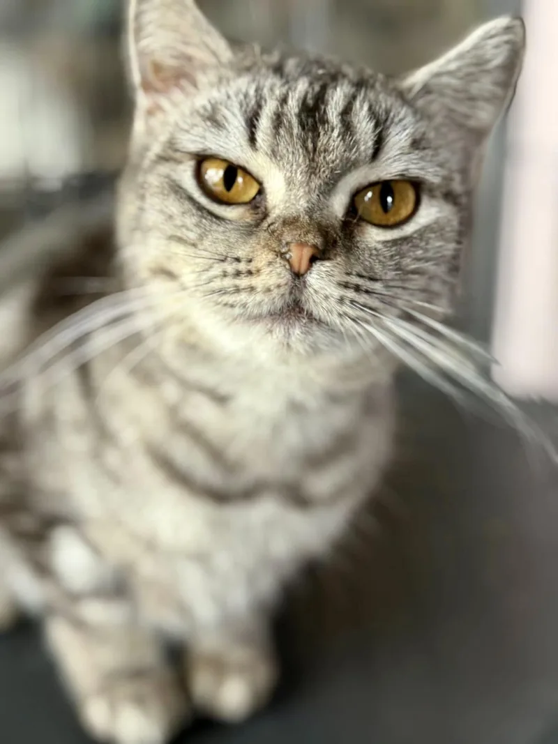 Nellybear Manx thumbnail 5