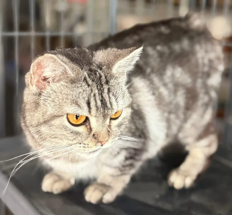 Nellybear Manx thumbnail 6